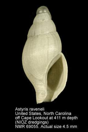 Astyris raveneli.jpg - Astyris raveneli(Dall,1889)